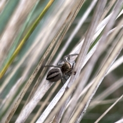 Maratus scutulatus at Watson, ACT - 24 Mar 2023