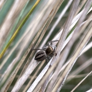 Maratus scutulatus at Watson, ACT - 24 Mar 2023