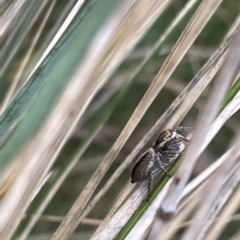 Maratus scutulatus at Watson, ACT - 24 Mar 2023