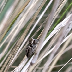 Maratus scutulatus at Watson, ACT - 24 Mar 2023