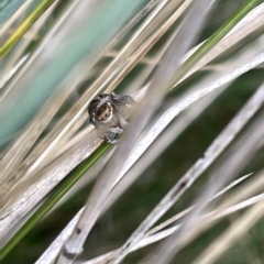 Maratus scutulatus at Watson, ACT - 24 Mar 2023