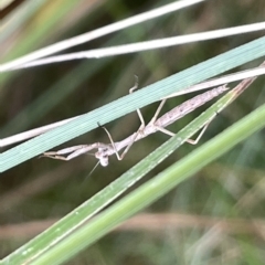 Tenodera australasiae at Watson, ACT - 24 Mar 2023 by Hejor1