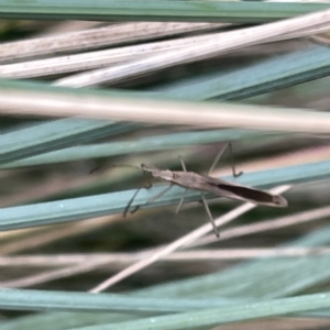 Mutusca brevicornis at Watson, ACT - 24 Mar 2023