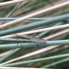 Mutusca brevicornis at Watson, ACT - 24 Mar 2023