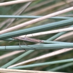 Mutusca brevicornis at Watson, ACT - 24 Mar 2023