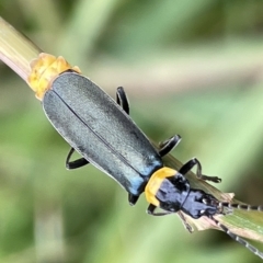 Chauliognathus lugubris (Plague Soldier Beetle) at Watson, ACT - 24 Mar 2023 by Hejor1
