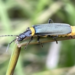 Chauliognathus lugubris at Watson, ACT - 24 Mar 2023 03:40 PM