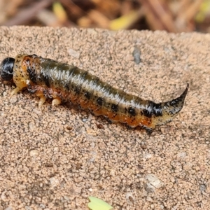 Pergidae sp. (family) at Isaacs, ACT - 24 Mar 2023