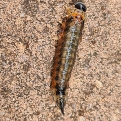 Pergidae sp. (family) at Isaacs, ACT - suppressed