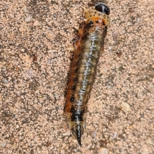 Pergidae sp. (family) at Isaacs, ACT - 24 Mar 2023