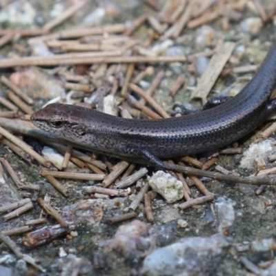 Lampropholis delicata (Delicate Skink) at Fyshwick, ACT - 24 Mar 2023 by RodDeb