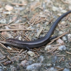 Lampropholis delicata at Fyshwick, ACT - 24 Mar 2023