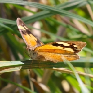 Heteronympha merope at Fyshwick, ACT - 24 Mar 2023