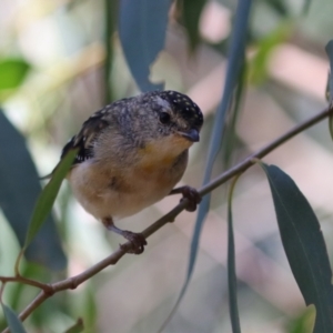 Pardalotus punctatus at Fyshwick, ACT - 24 Mar 2023