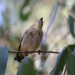 Pardalotus punctatus at Fyshwick, ACT - 24 Mar 2023