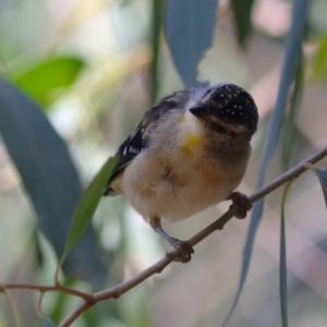 Pardalotus punctatus at Fyshwick, ACT - 24 Mar 2023