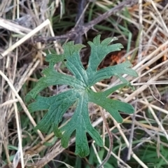 Geranium solanderi var. solanderi (Native Geranium) at Wanniassa Hill - 23 Mar 2023 by KumikoCallaway
