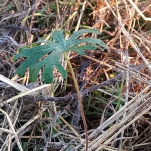 Geranium solanderi var. solanderi at Fadden, ACT - 24 Mar 2023