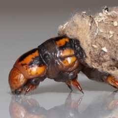 Metura elongatus (Saunders' Case Moth) at Wellington Point, QLD - 21 Mar 2023 by TimL