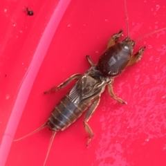 Gryllotalpa sp. (genus) (Mole Cricket) at Majura, ACT - 24 Mar 2023 by MMV