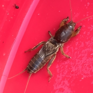 Gryllotalpa sp. (genus) at Majura, ACT - 25 Mar 2023