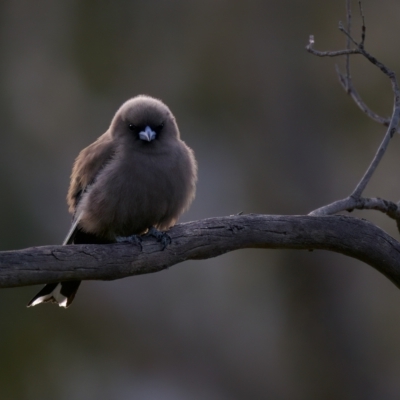 Artamus cyanopterus (Dusky Woodswallow) at Booth, ACT - 23 Nov 2022 by KorinneM