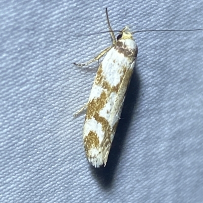 Palimmeces habrophanes (A Concealer moth) at Jerrabomberra, NSW - 25 Mar 2023 by SteveBorkowskis