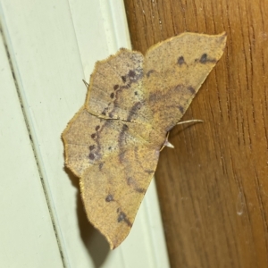 Rhinodia rostraria at Jerrabomberra, NSW - 25 Mar 2023