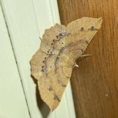 Rhinodia rostraria at Jerrabomberra, NSW - 25 Mar 2023