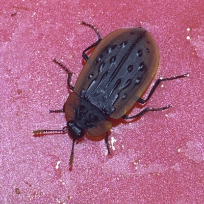Ptomaphila lacrymosa (Carrion Beetle) at Jerrabomberra, NSW - 25 Mar 2023 by SteveBorkowskis