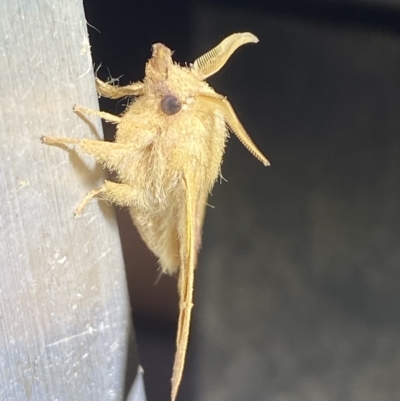Pararguda nasuta (Wattle Snout Moth) at Jerrabomberra, NSW - 25 Mar 2023 by SteveBorkowskis
