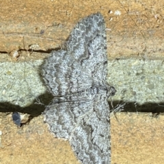 Psilosticha absorpta (Fine-waved Bark Moth) at Jerrabomberra, NSW - 25 Mar 2023 by SteveBorkowskis