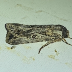 Agrotis munda (Brown Cutworm) at Jerrabomberra, NSW - 24 Mar 2023 by Steve_Bok