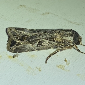 Agrotis munda at Jerrabomberra, NSW - suppressed