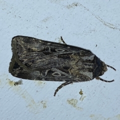 Agrotis munda at Jerrabomberra, NSW - suppressed