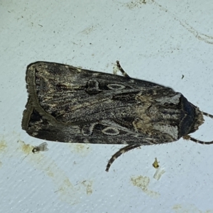 Agrotis munda at Jerrabomberra, NSW - suppressed