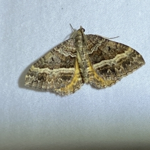 Chrysolarentia vicissata at Jerrabomberra, NSW - 24 Mar 2023