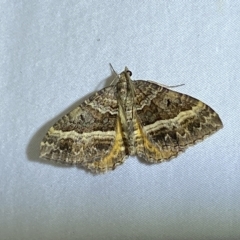 Chrysolarentia vicissata at Jerrabomberra, NSW - 24 Mar 2023