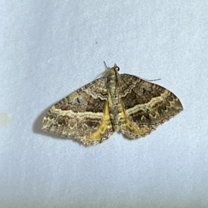 Chrysolarentia vicissata at Jerrabomberra, NSW - 24 Mar 2023