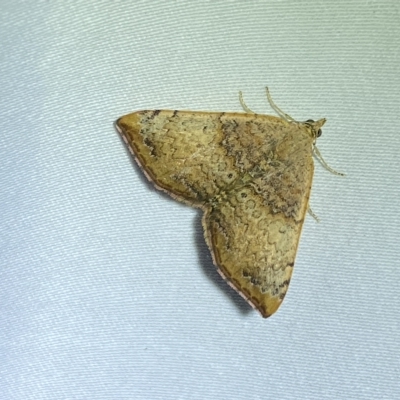 Chrysolarentia mecynata (Mecynata Carpet Moth) at Jerrabomberra, NSW - 24 Mar 2023 by Steve_Bok