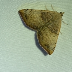 Chrysolarentia mecynata at Jerrabomberra, NSW - 24 Mar 2023