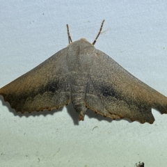 Monoctenia smerintharia (Dark Leaf Moth) at Jerrabomberra, NSW - 24 Mar 2023 by Steve_Bok