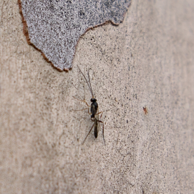 Ichneumonidae (family) (Unidentified ichneumon wasp) at Higgins, ACT - 25 Mar 2023 by MichaelWenke