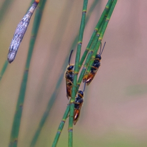 Lasioglossum (Homalictus) sp. (genus & subgenus) at Higgins, ACT - 25 Mar 2023