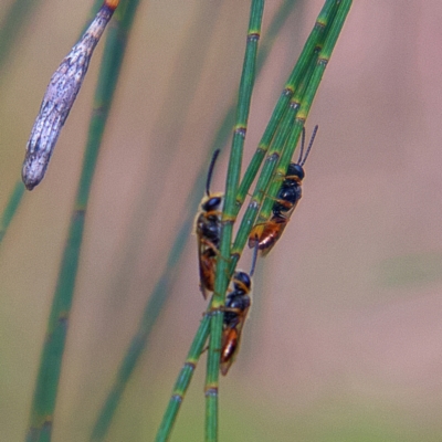 Lasioglossum (Homalictus) sp. (genus & subgenus) (Furrow Bee) at Higgins, ACT - 24 Mar 2023 by Trevor