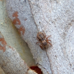 Servaea incana (Hoary Servaea) at Higgins, ACT - 24 Mar 2023 by Trevor