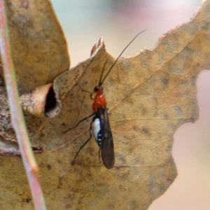 Braconidae (family) at Higgins, ACT - 25 Mar 2023