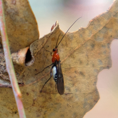 Braconidae (family) (Unidentified braconid wasp) at Higgins, ACT - 24 Mar 2023 by Trevor