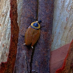 Ellipsidion australe (Austral Ellipsidion cockroach) at Higgins, ACT - 25 Mar 2023 by MichaelWenke