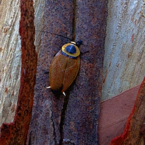 Ellipsidion australe at Higgins, ACT - 25 Mar 2023 12:04 PM